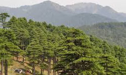 Patnitop