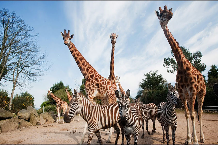 Dehiwala Zoo, Dehiwala