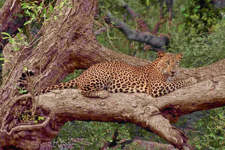 Udawattekele Sanctuary
