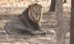 Manali – Chandigarh